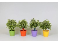 Fikus (Ficus) kinky kolorowy - don. 12 cm