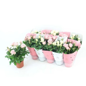 Kwitnące róże doniczkowe w kolorze różowym i białym, zapakowane w ozdobne osłonki.