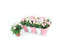 Róża Victory mix  don. 10,5