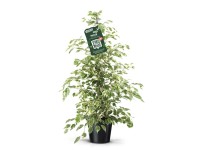 Fikus (Ficus Benjamina) mix - wys. ok. 100 cm, don. 21 cm