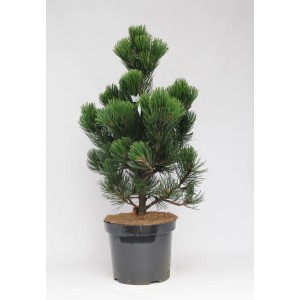 Mała sosna Sosna w doniczce, zielone igły.