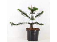 Araucaria araucana wys. 25-30 19cm