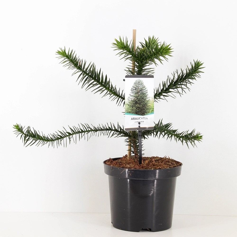 Araucaria araucana wys. 2530 19cm kupuj w OBI