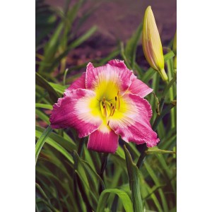 Liliowiec (Hemerocallis Maroccon Sunrise) 1 szt.