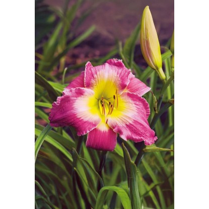 Liliowiec (Hemerocallis Maroccon Sunrise) 1 szt.