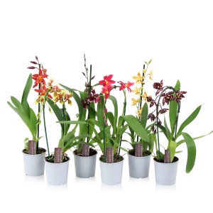 Różnokolorowe storczyki t.b.t. w doniczkach, wybór kwitnących roślin doniczkowych.