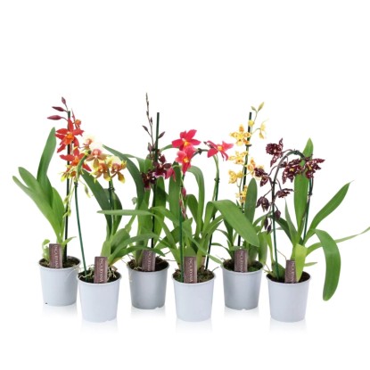 Falenopsis - Ćmówka - Storczyk  (Phalaenopsis sp.)