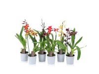 Falenopsis - Ćmówka - Storczyk  (Phalaenopsis sp.)