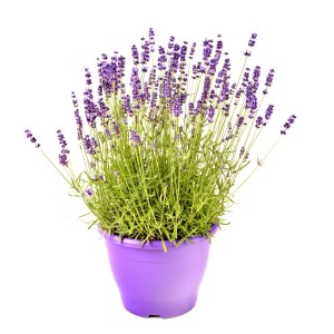 Lawenda w fioletowej doniczce, dekoracyjna roślina doniczkowa do Twojego domu.