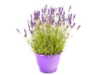 Lawenda (Royal Purple) - don. 26 cm