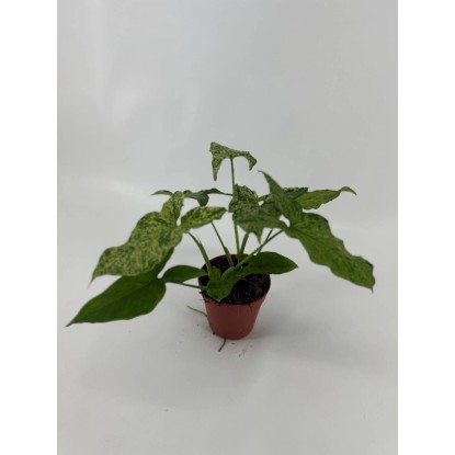Syngonium Mottled, wys. 20-30 cm, don. 12 cm