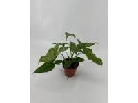 Syngonium Mottled, wys. 20-30 cm, don. 12 cm