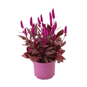 Celozja srebrzysta (Celosia argentea Mystic Shades) don. 19 cm