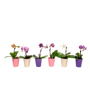 Różnokolorowe mini storczyki (Storczyki) w kolorowych doniczkach.