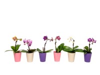 Falenopsis - Ćmówka - Storczyk (Phalaenopsis sp.) - mini 1 pęd mix