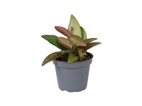 Hoya Rosita - don. 6 cm