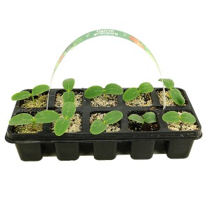 Paleta rozsadowa z młodymi sadzonkami warzyw (t.b.t.) do ogrodu.