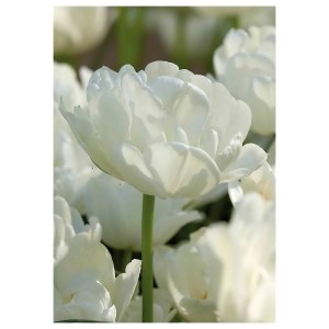 Zbliżenie białego, pełnego tulipana (Cebulki kwiatowe).