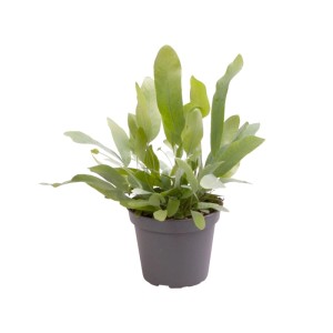 Paproć Blue Star (Phlebodium Blue Star) - don. 6 cm