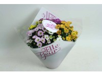 Chryzantema (Chrysanthemum) Rossi Elle fleur - don. 14 cm