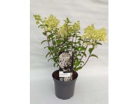 Hortensja (Hydrangea Paniculata) mix - don. 19 cm