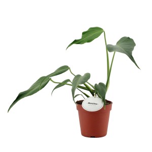 Monstera roślina doniczkowa, zielone liście. Dekoracyjna roślina do wnętrz.