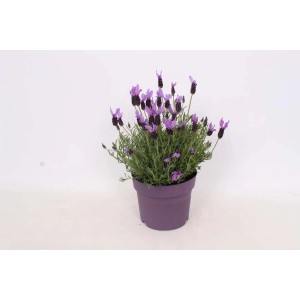 t.b.t. w fioletowej doniczce: Duża roślina z fioletowymi kwiatami.