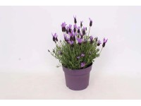 Lawenda (Lavandula) wielkokwiatowa - don. 21 cm