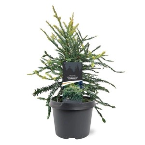 Sekwoja wieczniezielona (Sequoia Adpressa) don. 19 cm