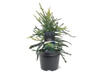 Sekwoja wieczniezielona (Sequoia Adpressa) don. 19 cm