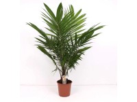 Olejowiec gwinejski (Palma oleista) - wys. 120 cm