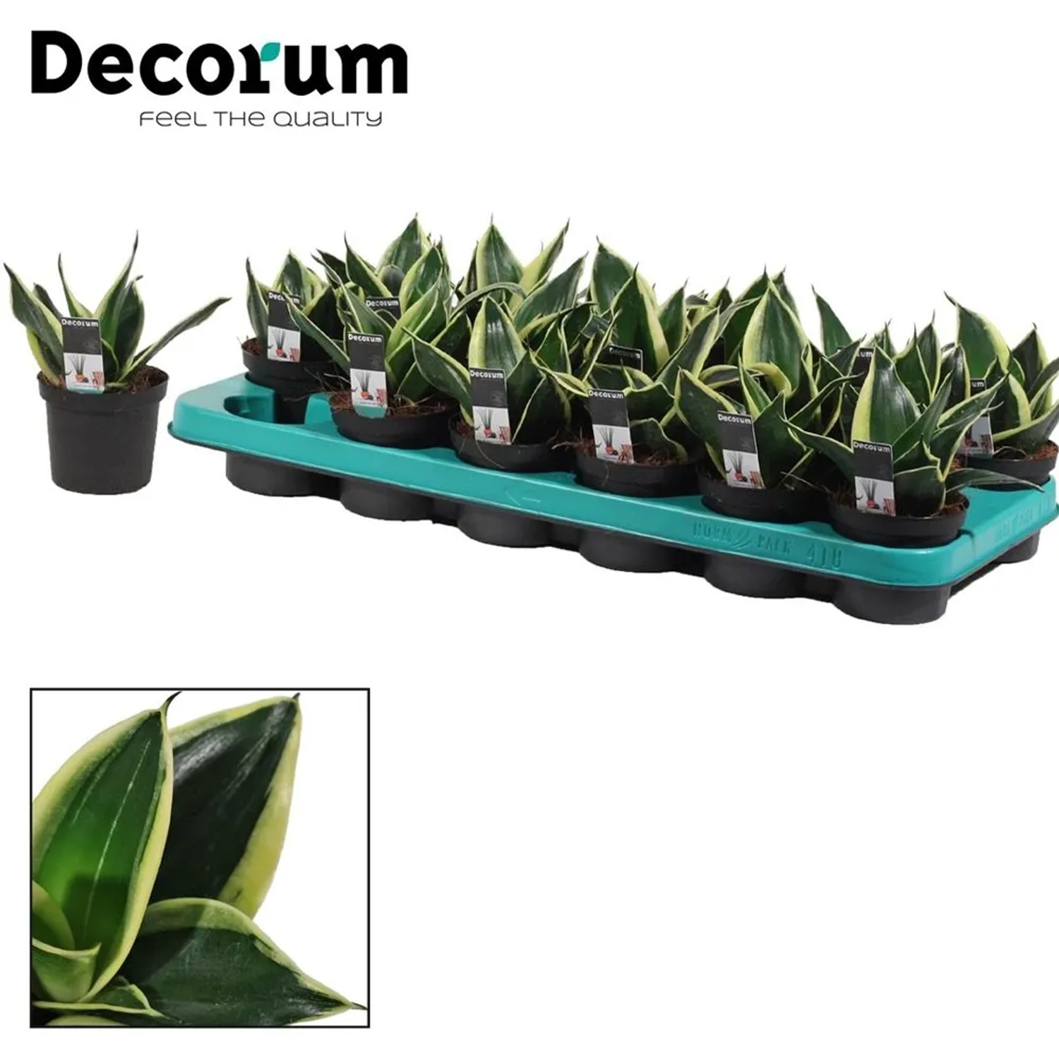 strelitzia nicolai teilen XXL Strelitzie kaufen  Green Me Up
