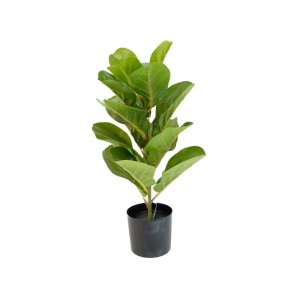 Fikus dębolistny w doniczce sztuczny - 55 cm
