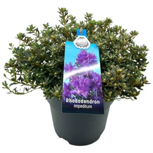 Różanecznik (Rhododendron hippophaeoides) don. 19 cm