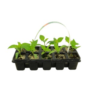 Młode rośliny w rozsiewniku, uprawa warzyw do ogrodu.