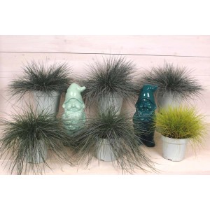 Różne trawy ozdobne w doniczkach, w połączeniu z dwoma krasnalami ogrodowymi.