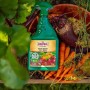 Substral Multi-Insect środek na szkodniki w ogrodzie z warzywami.