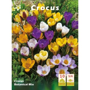 Crocus Botanical Mix: Cebulki kwiatowe w kolorze żółtym, fioletowym i białym.