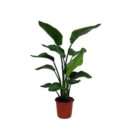 Strelicja biała (Strelitzia Nicolai) - wys. 160 cm, don. 23 cm