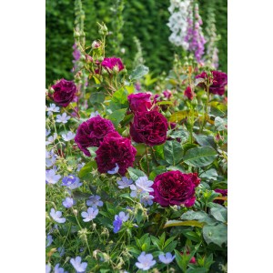 Róża rabatowa z ciemnoczerwonymi kwiatami i niebieskimi roślinami towarzyszącymi.