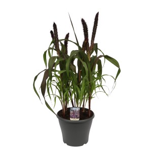 t.b.t. w doniczce: Trawa ozdobna z ciemnymi kwiatostanami, idealna na rabaty i do pojemników.