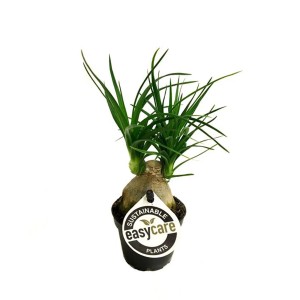 Bokarnea odgięta (Beaucarnea recurvata) mini don. 6cm