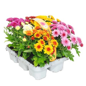 Kolorowe chryzantemy t.b.t. jako roślina stojąca w doniczce.