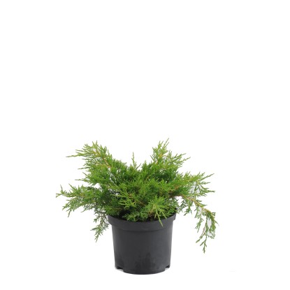 Jałowce w odmianach (Juniperus sp.)