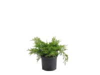 Jałowce w odmianach (Juniperus sp.)