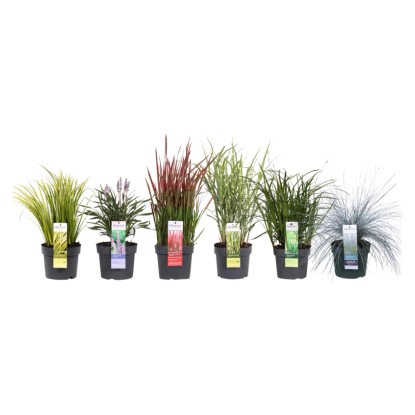 Trawy Mix don. 19cm