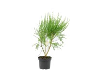 Żarnowiec odm. Boskoop Ruby, (Sunset Cytisus sp.)