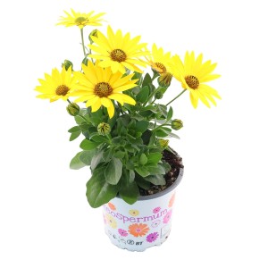 Żółta stokrotka afrykańska (Osteospermum) w doniczce, ok. 10,5 cm Ø, idealna na rabaty, do donic i na balkony.