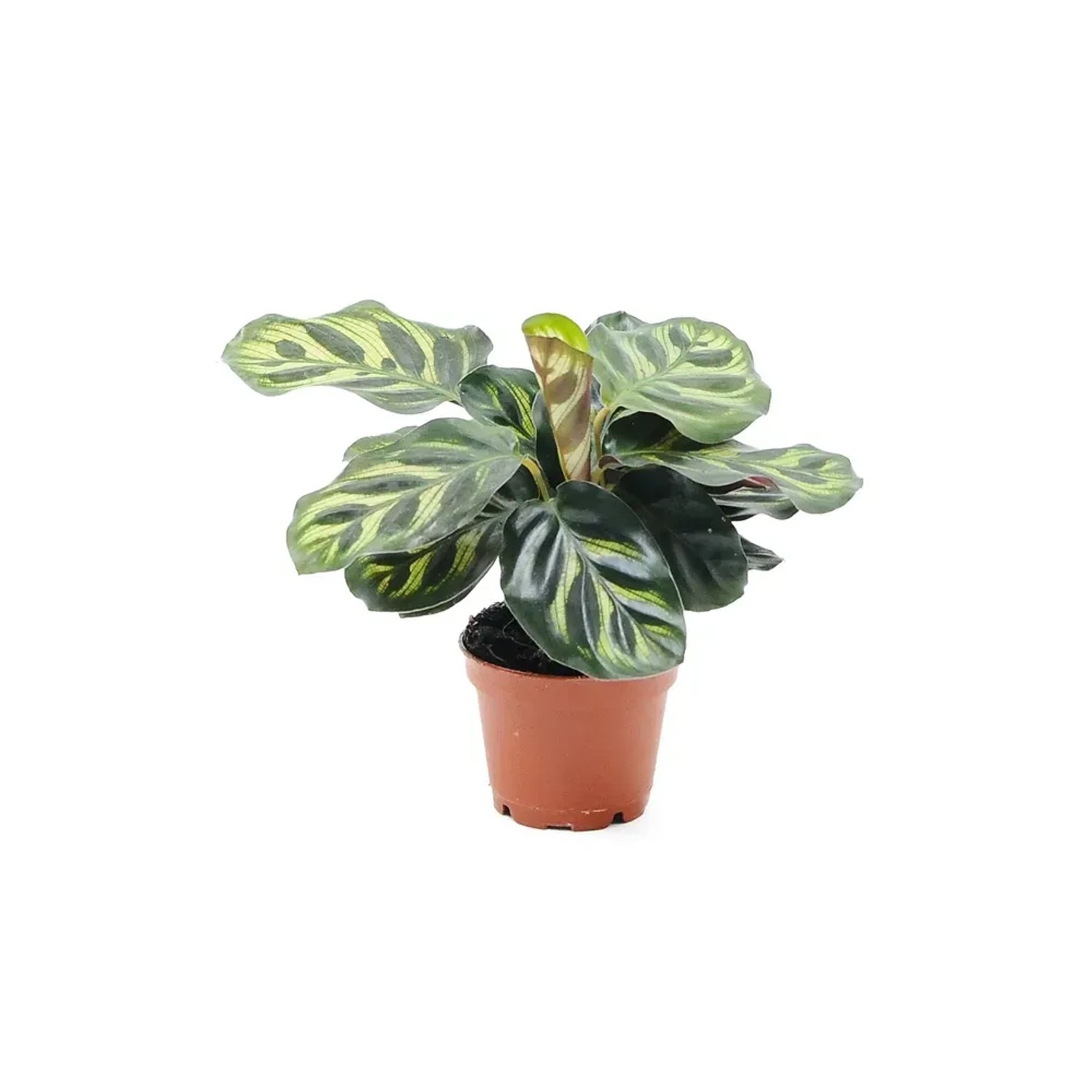 Calathea kupuj w OBI