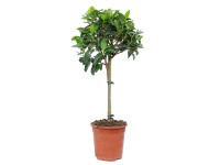 Fikus (Ficus Australis) - don. 21 cm
